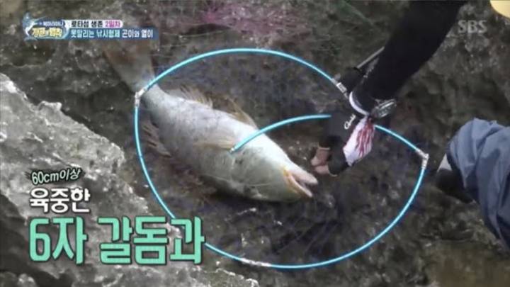 갈돔