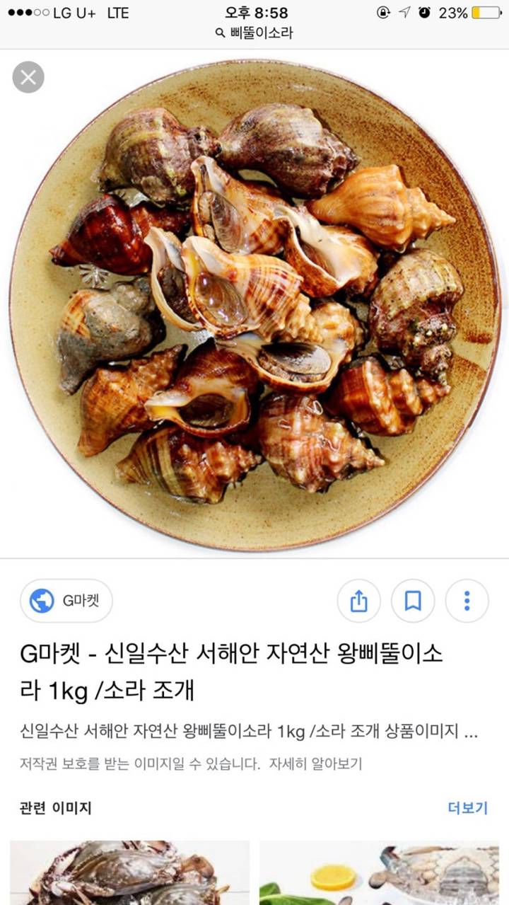 갈색띠매물고둥