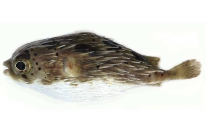 강담복
