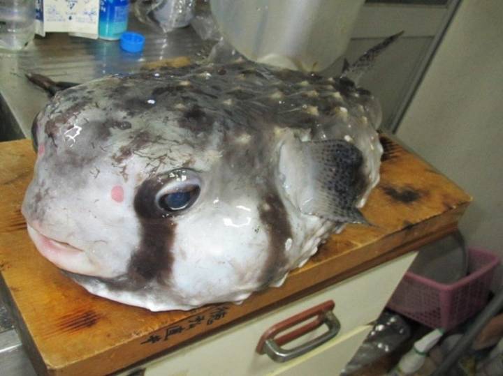 강담복