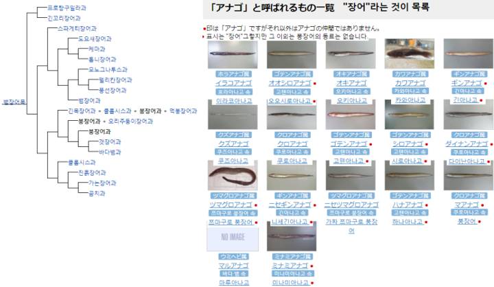 검붕장어