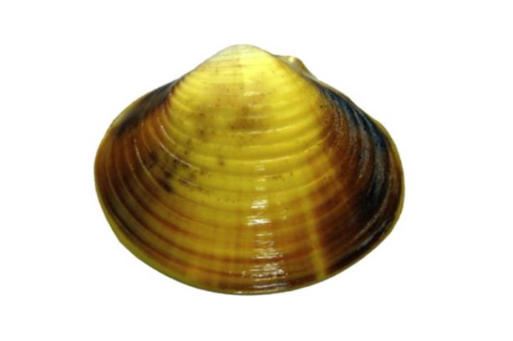 기수재첩