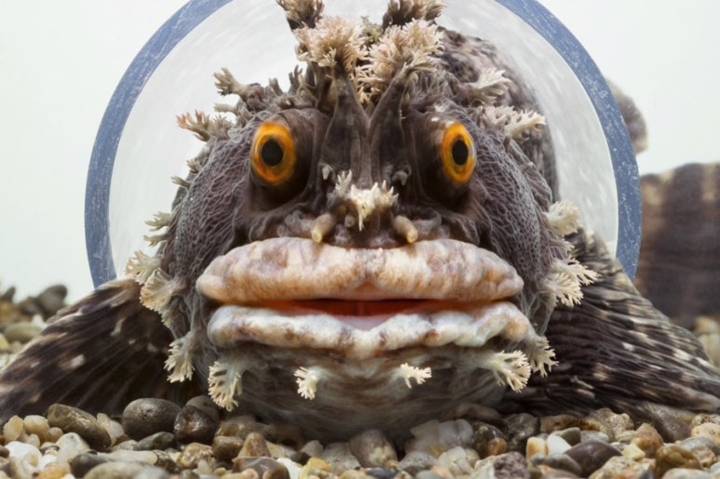 괴도라치