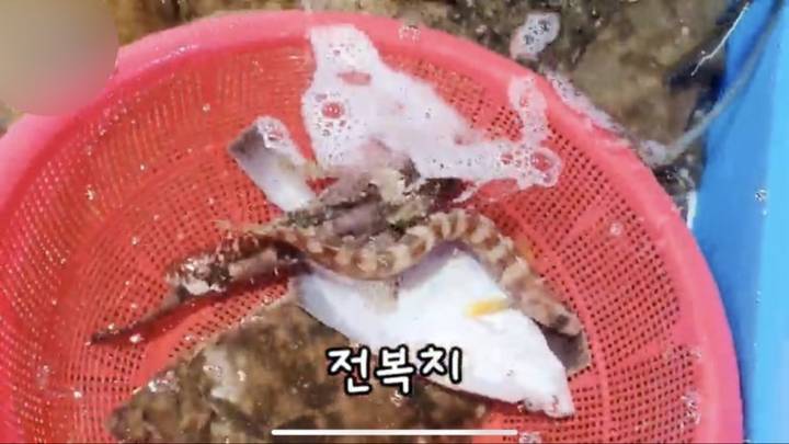 괴도라치