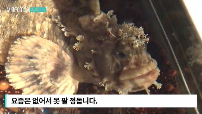 괴도라치