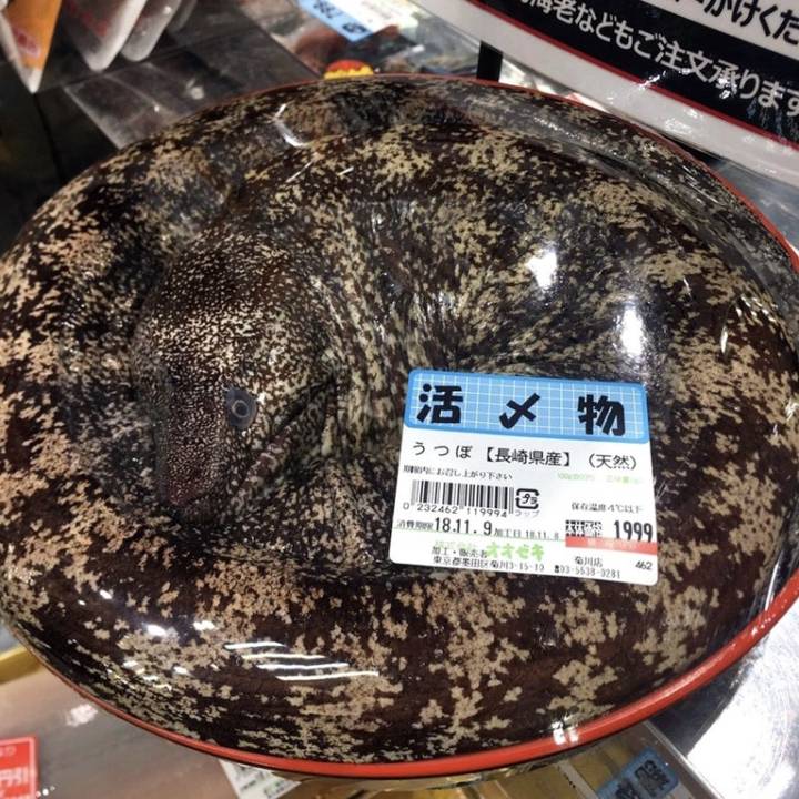 곰치
