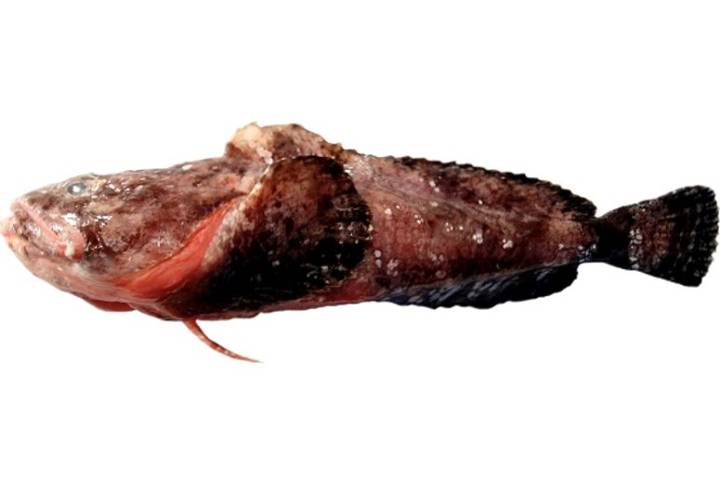 고무꺽정이