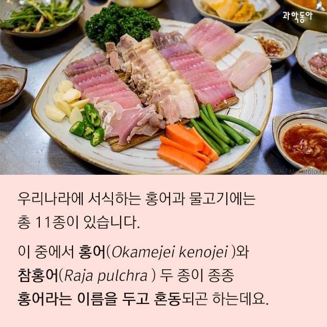광동홍어