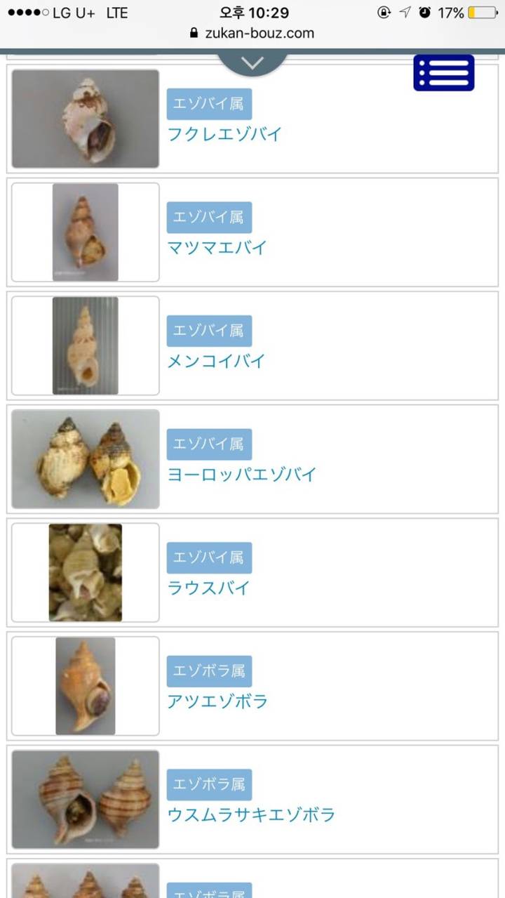 관절매물고둥