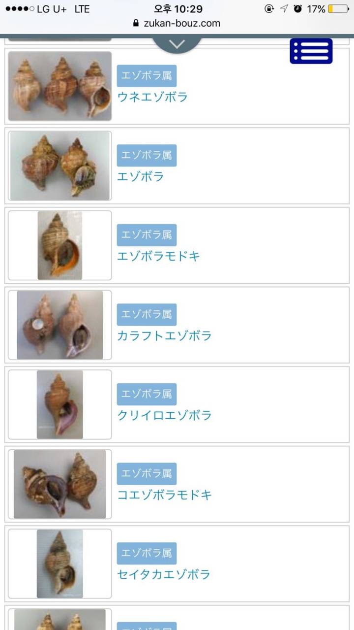 관절매물고둥
