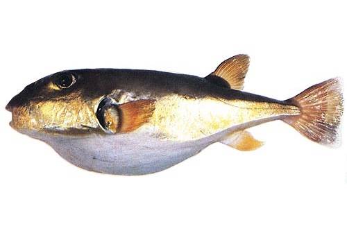 흑밀복