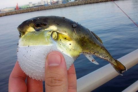 흑밀복