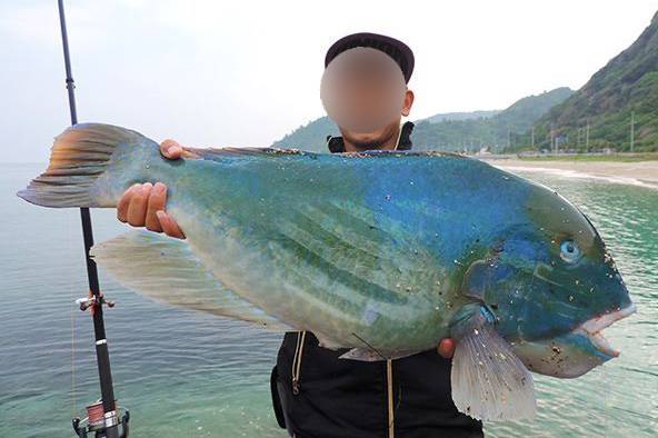 혹돔