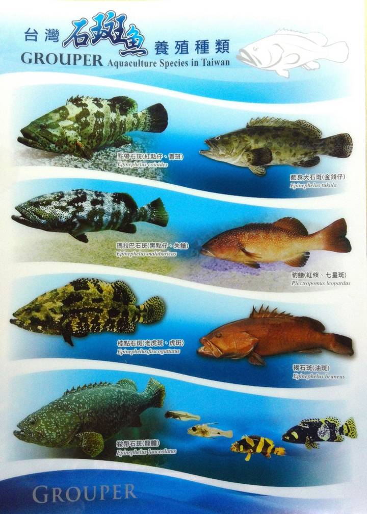 홍바리