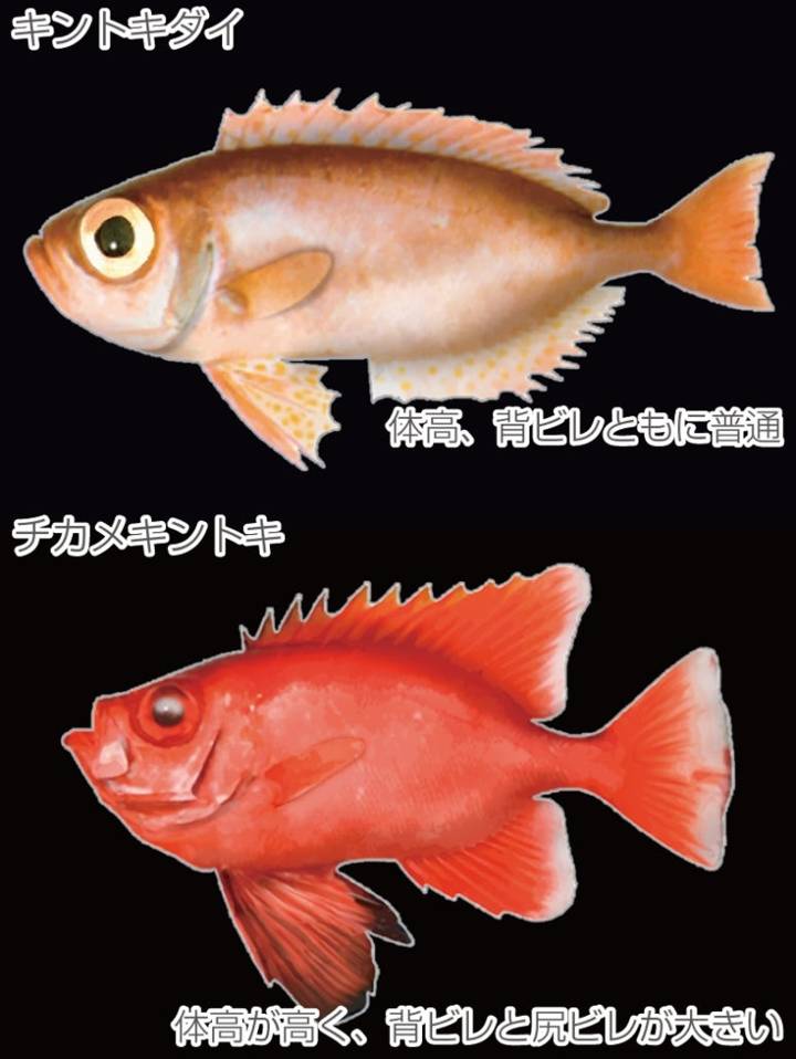 홍치