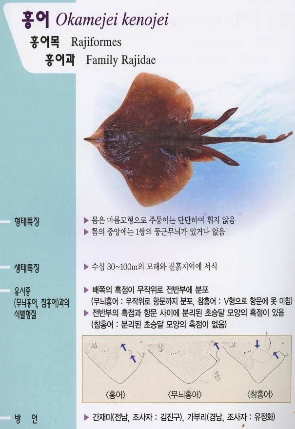 홍어