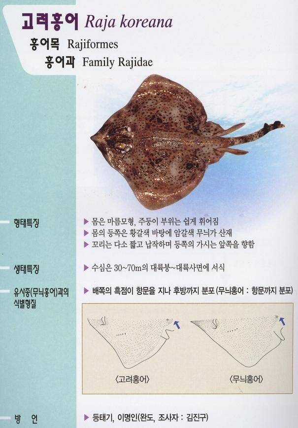 홍어