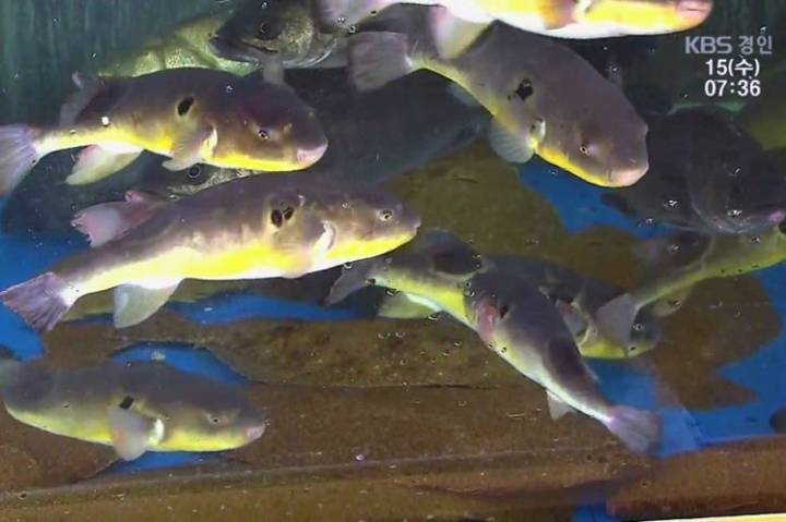 황복