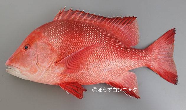 황적퉁돔