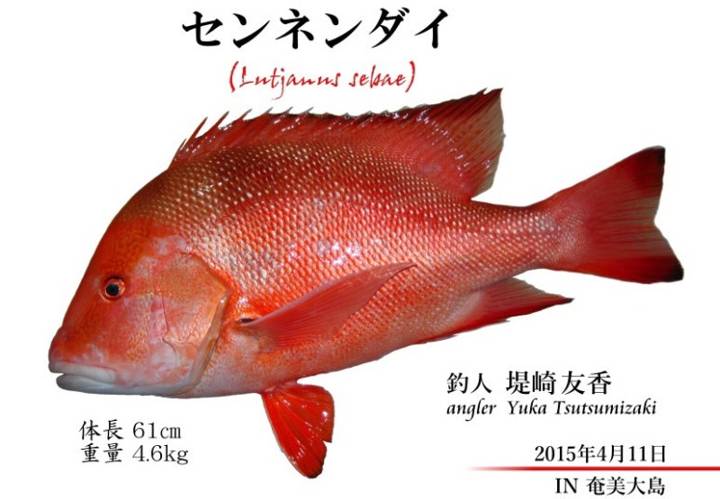 황적퉁돔