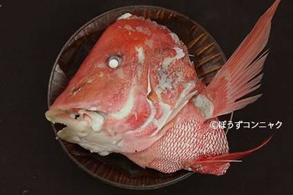황적퉁돔