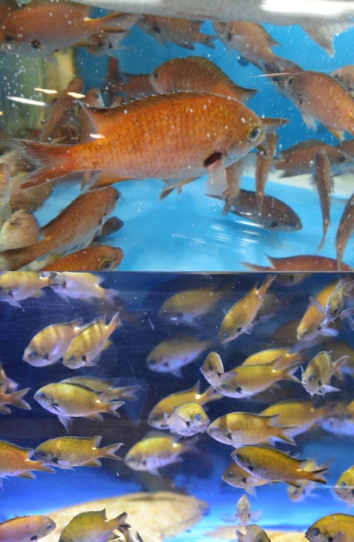 자리돔