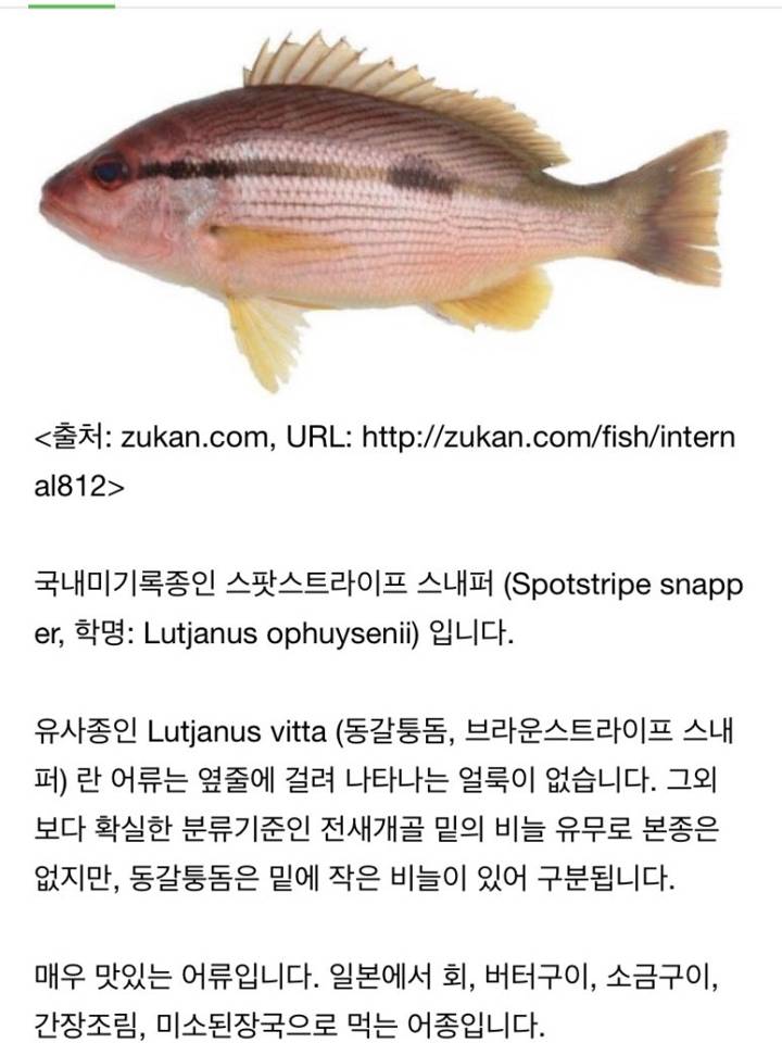 점줄퉁돔