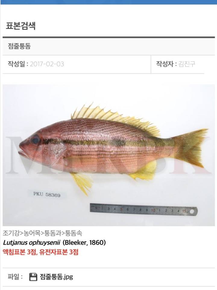 점줄퉁돔