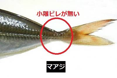전갱이