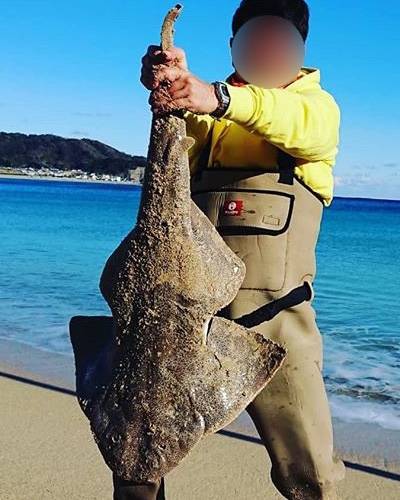 전자리상어