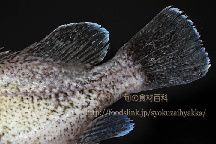 조피볼락