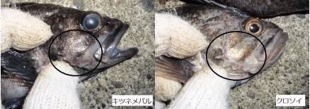 조피볼락