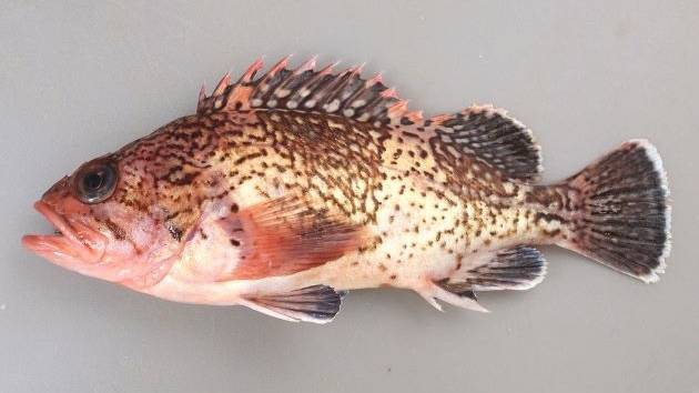 조피볼락
