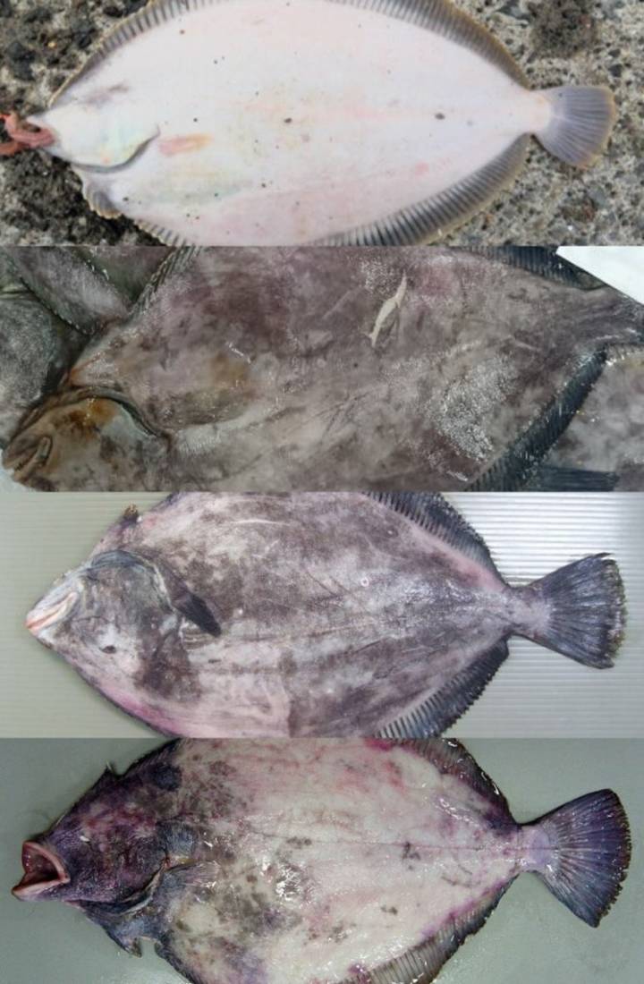 줄가자미