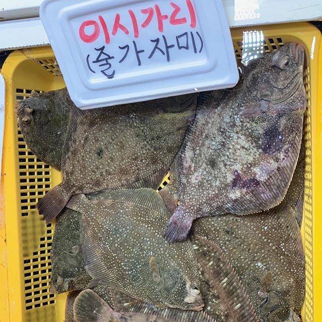 줄가자미