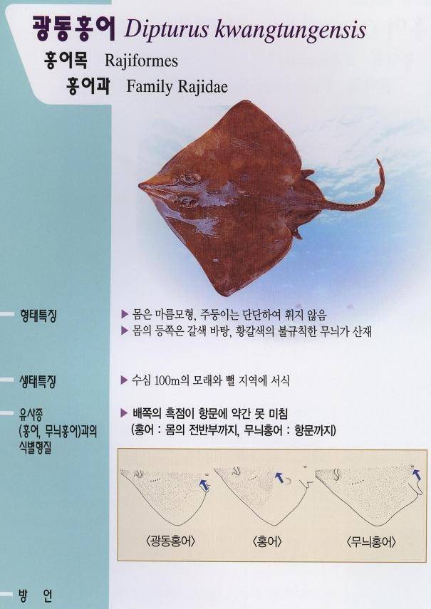 깨알홍어
