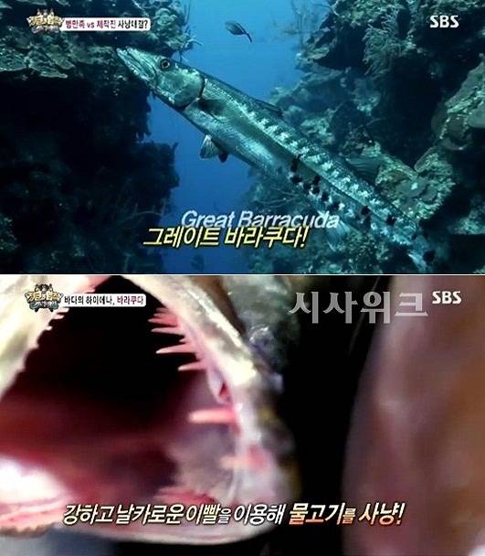 꼬치고기