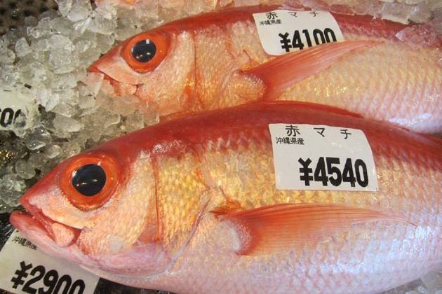 꼬리돔