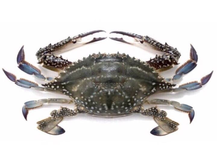 꽃게