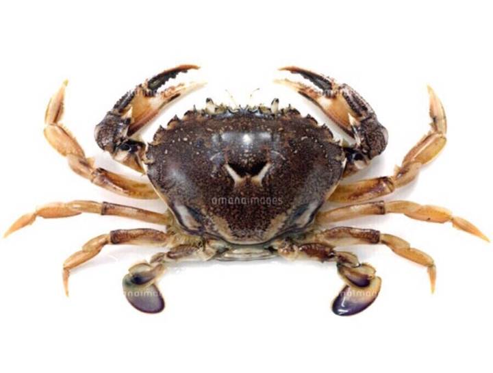 꽃게