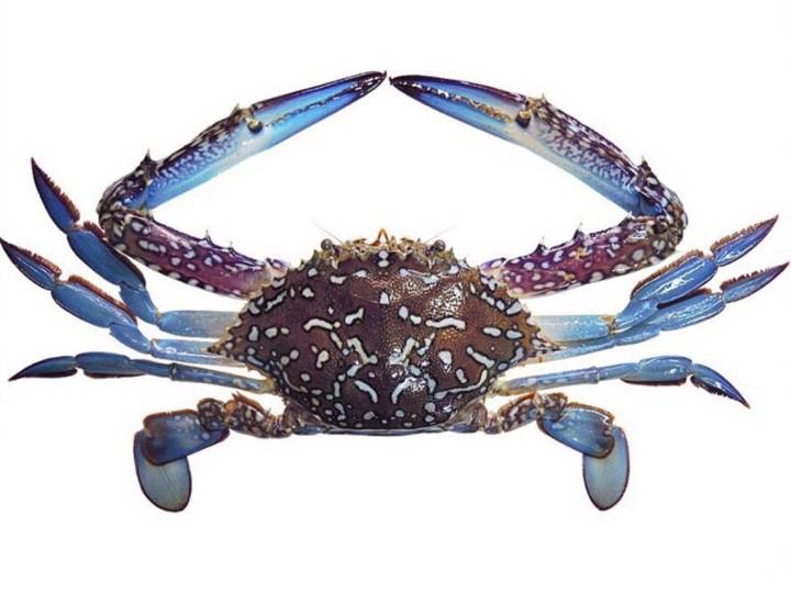 꽃게