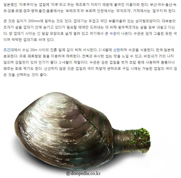 코끼리조개