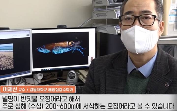 매오징어