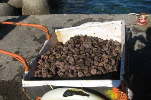 말똥성게