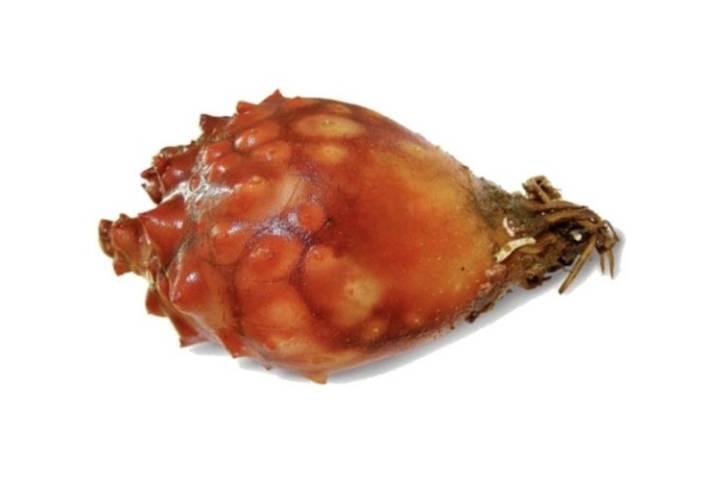 멍게