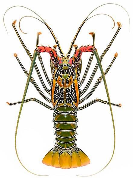멋쟁이닭새우