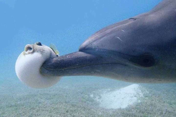 밀복