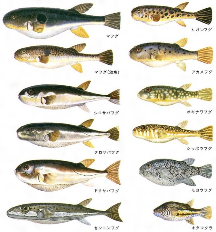 밀복