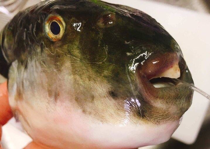 밀복