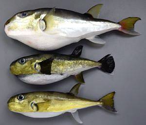 밀복
